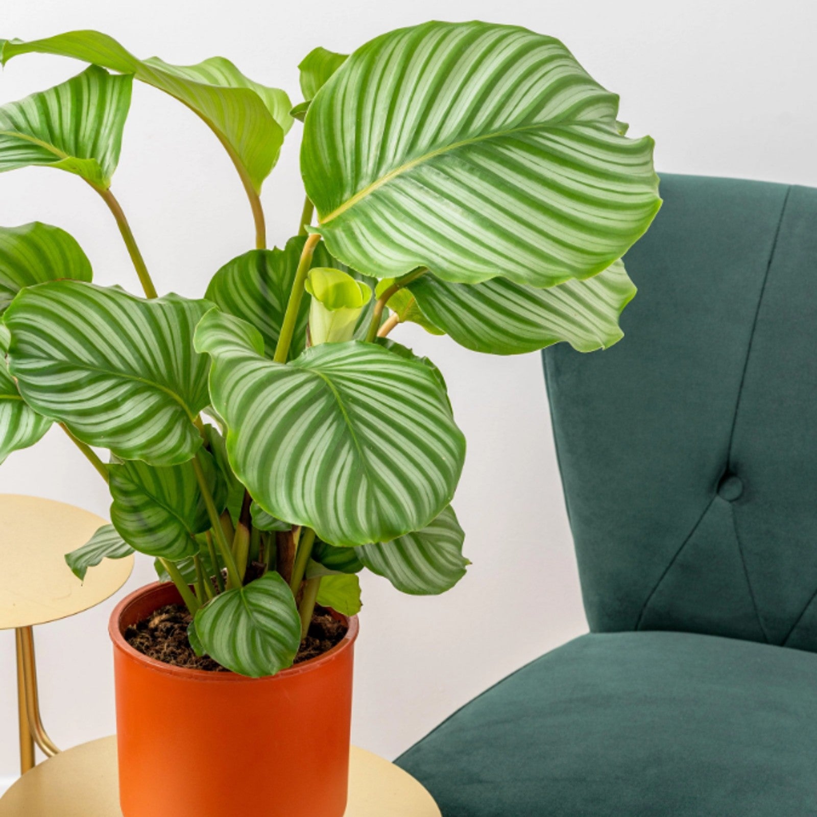 Calathea Orbifolia prayer plant from Carbeth Plants