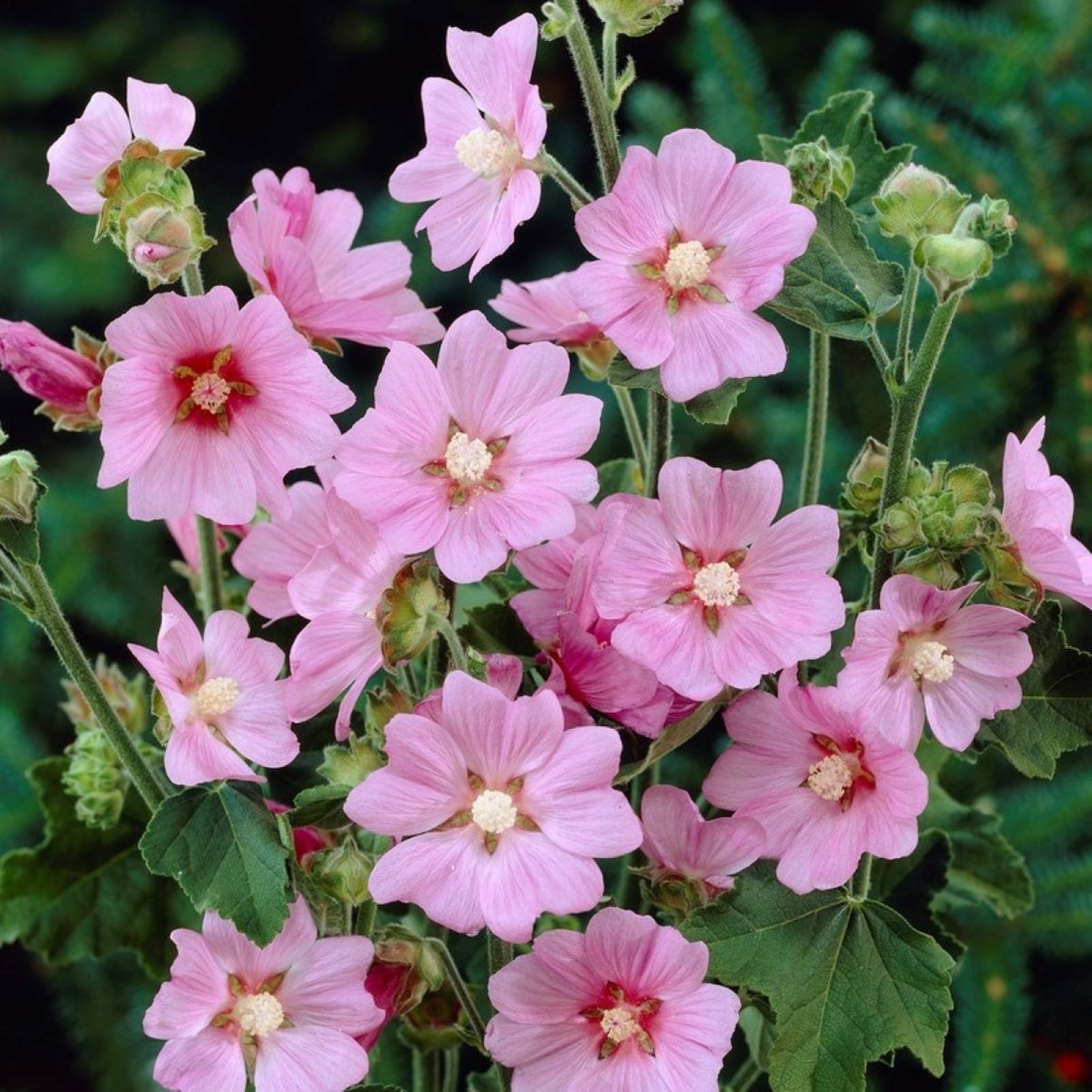 Lavatera Rosea tree mallow plant from Carbeth Plants