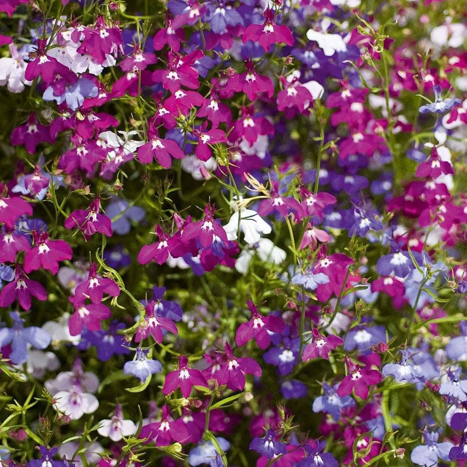 Trailing Lobelia Mix from Carbeth Plants