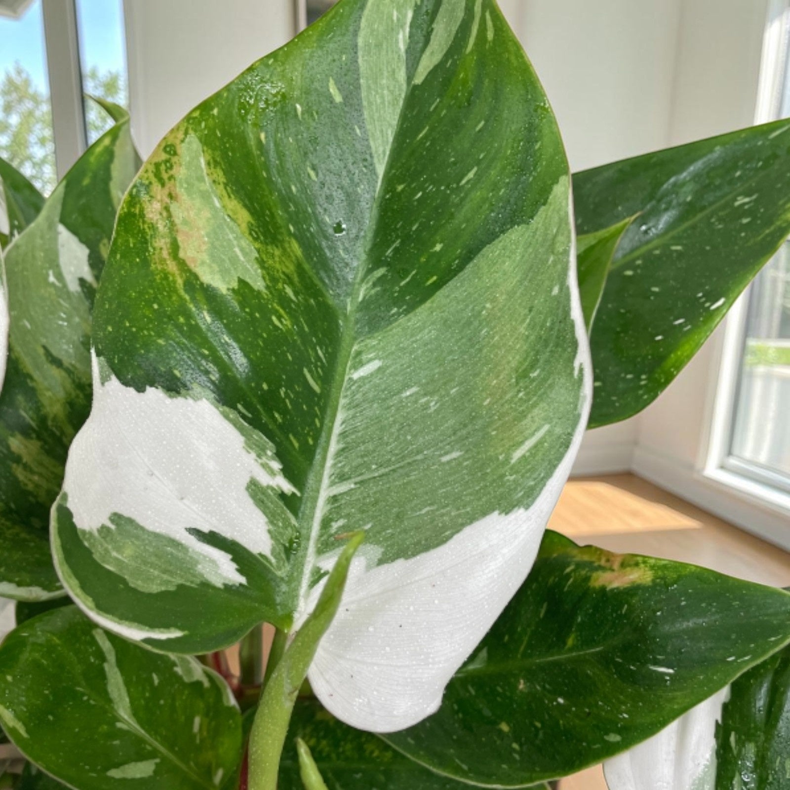 Philodendron White Princess from Carbeth Plants
