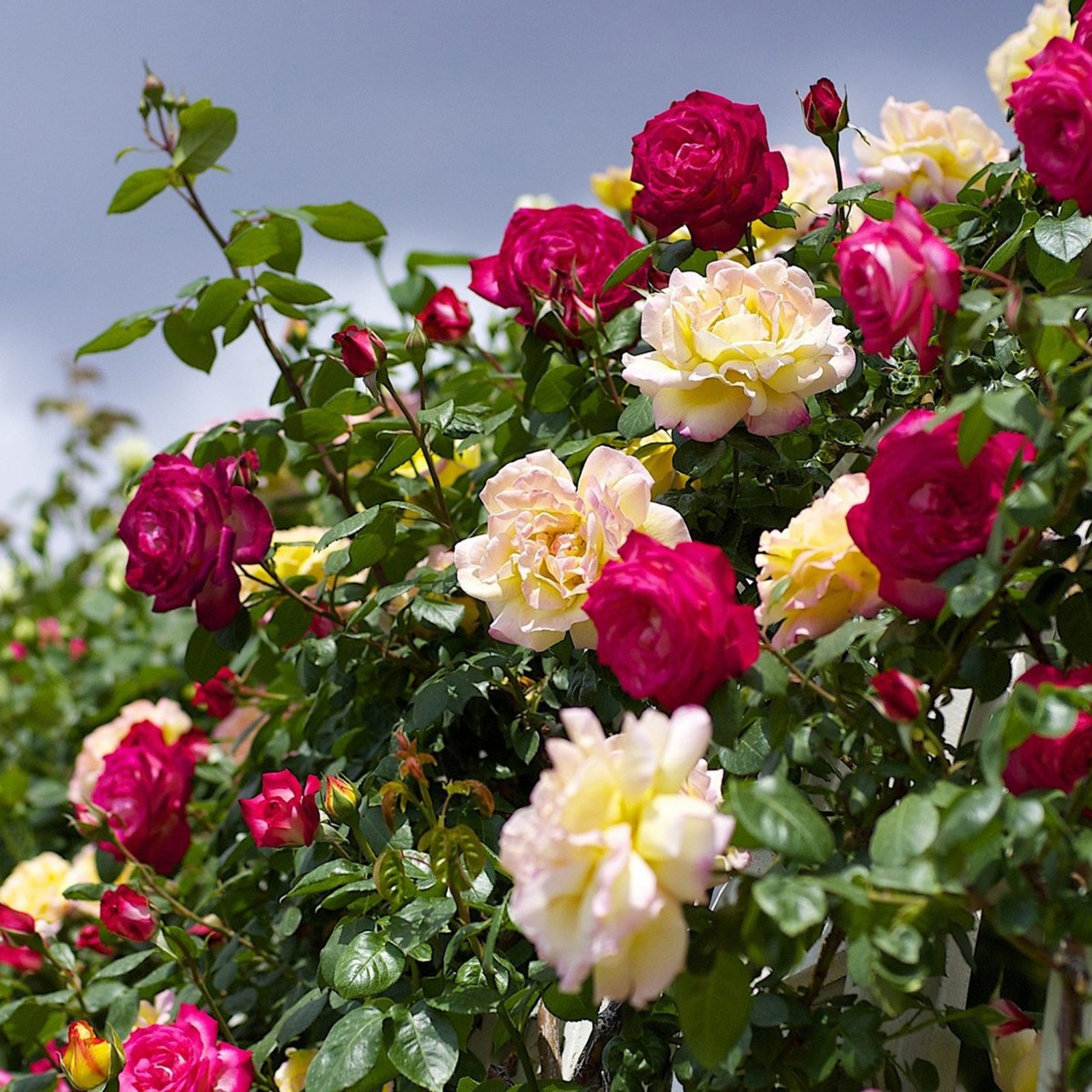 Rose Bush Climbing Trio from Carbeth Plants