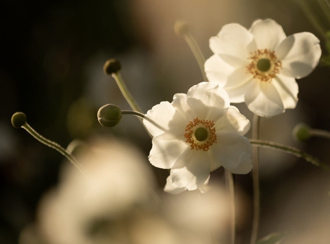 Crocus: A UK Garden Shop for Choosing Plants by the Space You Actually Have